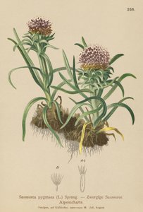 Dværg-Saussurea (Saussurea pygmaea) af German School