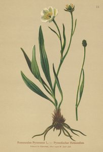 Pyrenæisk Kragefod (Ranunculus Pyrenaeus) af German School