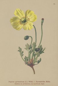 Pyrenæisk valmue (Papaver pyrenaeicum, Papaver alpinum sub.) af German School