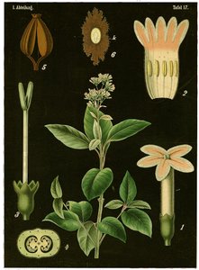 Kinintræ (Cinchona Calisaya) ca. 1890 (kromolitografi) af German School