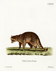 Vaskebjørn (farvet gravering) af German School