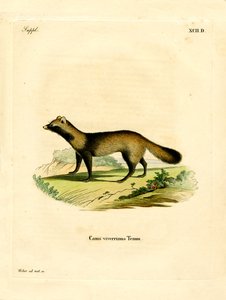 Raccoon Dog (farvet indgravering) af German School