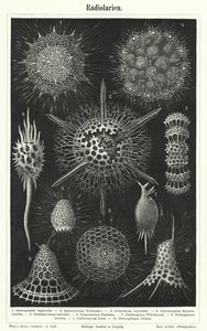Radiolaria (gravering) af German School
