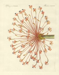 Sjældne prydplanter (farvet gravering) af German School