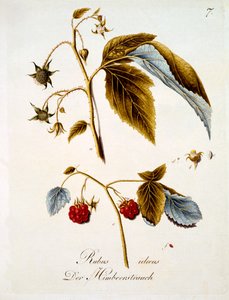 Hindbær, illustration fra en bog med tyske vilde blomster af Johann Daniel von Reitter, udgivet ca. 1803-5