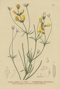 Rødbroget gyvel (Cytisus radiatus, Cytisanthus radiatus, Genista radiata) af German School