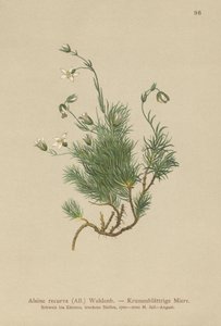 Krumt Sandurt (Alsine recurva, Minuartia recurva) af German School