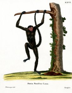 Red-faced Spider Monkey (farvet indgravering) af German School