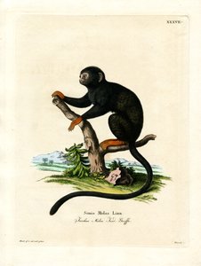 Red-handed Tamarin (farvet gravering) af German School
