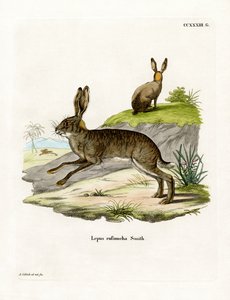 Rødhalset skrubbehare (farvet indgravering) af German School