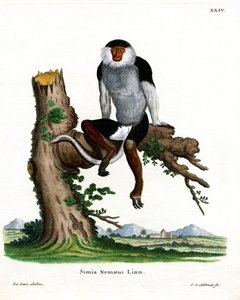 Rødskaftet Douc Langur (farvet gravering) af German School