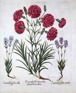 Rød nellike og lavendel, fra Hortus Eystettensis, af Basil Besler (1561-1629), pub. 1613 (håndkoloreret gravering) af German School