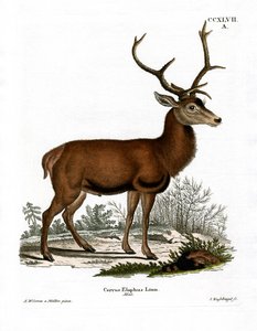 Rødhjort (farvet gravering) af German School