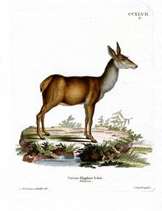 Rødhjort (farvet gravering) af German School