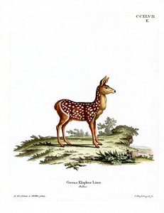 Red Deer Fawn (farvet gravering) af German School