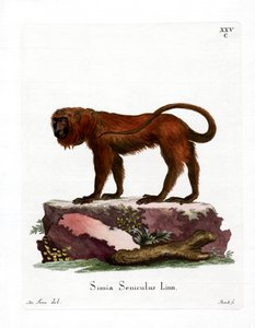 Red Howler (farvet gravering) af German School