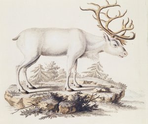 Rensdyr (Cervus tarandus), fra Pattedyr illustreret fra Naturen med beskrivelser, af Johann Christian Daniel von Schreber (1739-1810), gravering af I Nufsbiegel, bind 5, tabel 248-C, Tyskland af German School