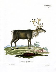 Rensdyr (farvet gravering) af German School