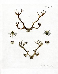 Rensdyrgevirer (farvet gravering) af German School