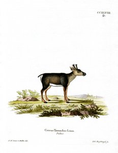Rensdyr Fawn (farvet gravering) af German School