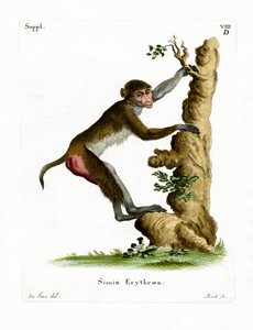 Rhesus Macaque (farvet gravering) af German School