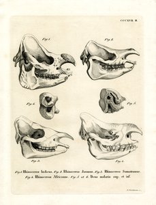 Rhino Skulls (farvet gravering) af German School