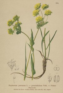 Klippehareøre (Bupleurum petraeum, Bupleurum graminifolium) af German School