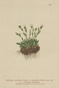 Sten-Saxifrage (Saxifraga controversa, Saxifraga adscendens) af German School