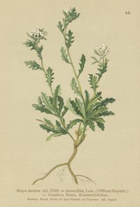 Bjergkarse (Braya dentata, Braya pinnatifida, Murbeckiella pinnatifida, Arabette pennatifida, Erba Cornacchia pennatifida) af German School