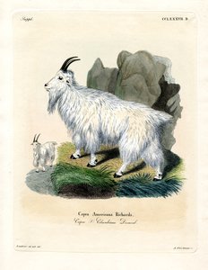 Rocky Mountain Goat (farvet gravering) af German School