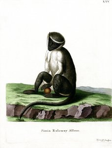 Roloway Guenon (farvet gravering) af German School