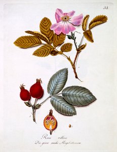 Rosa villosa, illustration fra en bog med tyske vilde blomster af Johann Daniel von Reitter, udgivet ca. 1803-5