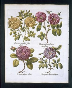 Roser, tallerken 95 fra Hortus Eystettensisby Basil Besler (1561-1629) værtshus. 1613 (håndfarvet gravering) af German School