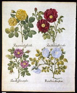 Roser, tallerken 96 fra Hortus Eystettemsis af Basil Besler (1561-1629) pub i 1613 (håndfarvet gravering) af German School