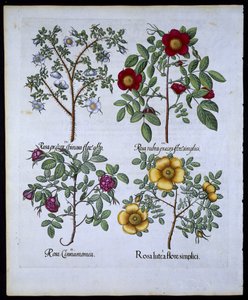 Roser, tallerken 98 fra Hortus Eystettensisby Basil Besler (1561-1629) værtshus. 1613 (håndfarvet gravering) af German School