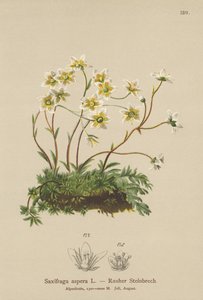 Stenbræk (Saxifraga aspera) af German School