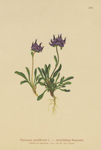 Rundhovedet Rampion (Phyteuma pauciflorum, Rapunculus pauciflorus, Phyteuma globulariifolium) af German School