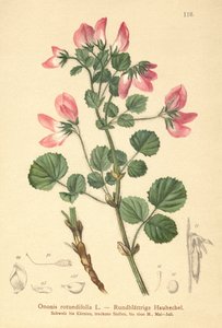 Rundbladet Rhesus (Ononis rotundifolia, Ononis tribracteata) af German School