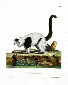 Ruffed Lemur (farvet gravering) af German School