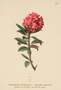 Rusty-Leaved Alpenrose (Rhododendron ferrugineum) af German School