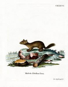 Sable (farvet gravering) af German School