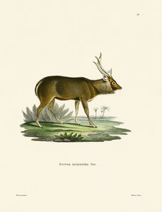 Sambar (farvet gravering) af German School