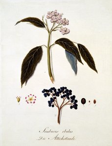 Sambucus Ebulus, fra 