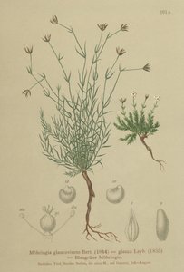 Sandwort (Moehringia glaucovirens, Möhringia glaucovirens, Möhringia glauca, Möhringia glauca, Moehringia glauca, Arenaria glaucovirens) af German School