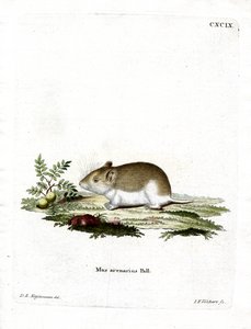 Sandy Mole Rat (farvet gravering) af German School