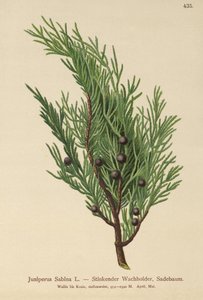 Savin-ensikrende enebær (Juniperus Sabina) af German School