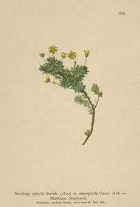Saxifraga (Saxifraga aphylla, Saxifraga stenopetala) af German School