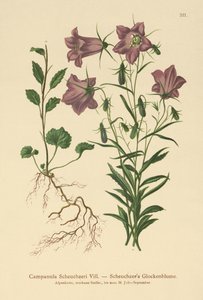 Scheuchzers klokkeblomst (Campanula Scheuzeri) af German School
