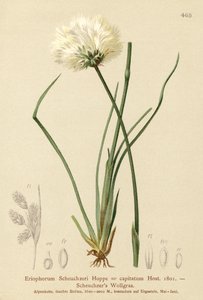 Scheuchzers Bomuldsgræs (Eriophorum Scheuchzeri, Eriophorum capitatum) af German School