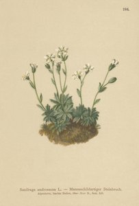 Stenbræk (Saxifraga androsacea) af German School